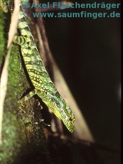 Anolis aequatorialis Maennchen