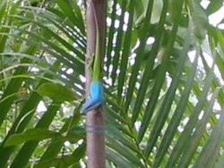 Anolis allisoni in seinem Habitat