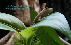 Anolis allisoni Jungtier