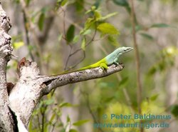 Anolis allisoni 1.0