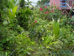 Anolis allisoni Habitat auf La Ceiba
