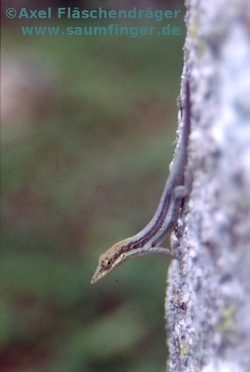 Anolis angusticeps angusticeps Maennchen