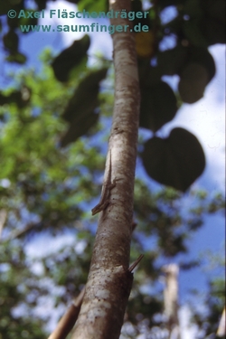 Anolis angusticeps angusticeps Maennchen