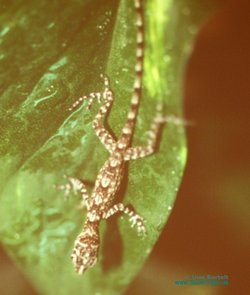 Anolis argenteolus Jungtier