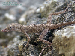 Anolis argenteolus