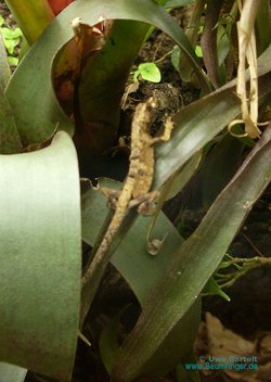 Anolis barbouri