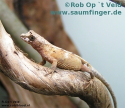 Anolis barbouri Weibchen