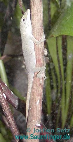 Anolis carolinensis Jungtier