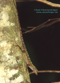 Anolis christophei 1.0