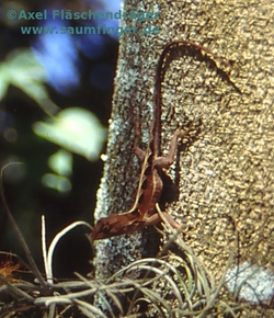 Anolis cybotes cybotes 0.1