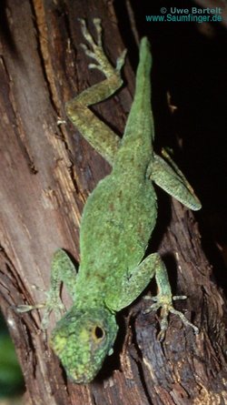 Anolis distichus_ignigularis 1.0