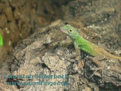 Anolis distichus_ignigularis 1.0