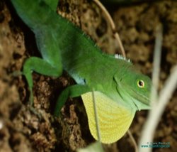 Anolis garmani 1.0