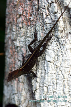 Anolis homolechis