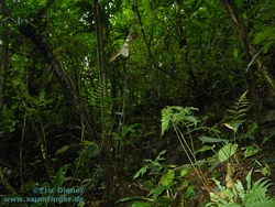 Norops lemurinus Habitat