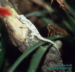 Anolis loysianus