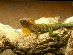 Anolis marmoratus girafus