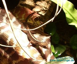 Anolis marmoratus 0.1