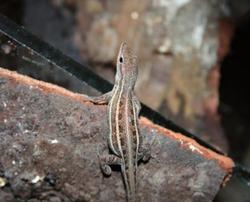 Anolis ophiolepis