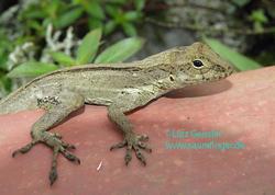 Anolis oculatus montanus