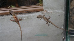 Anolis ophiolepis