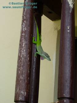 Anolis porcatus 1.0