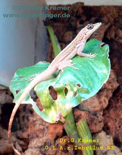 Anolis roquet zebrilus 1.0