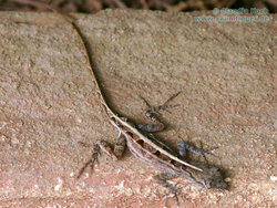 Anolis sagrei 0_1 Habitat