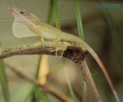 Anolis semilineatus 1.0