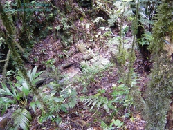 Norops sminthus habitat